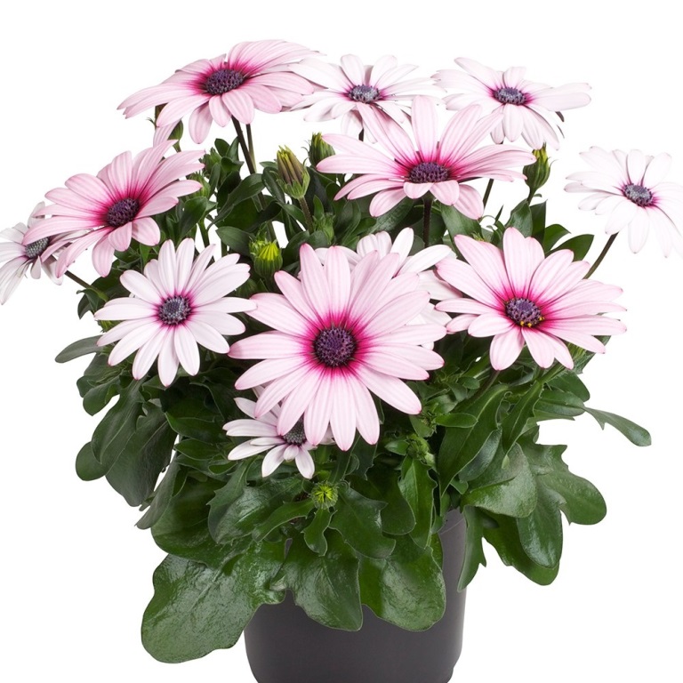 Paprskovka bílá 4ks 11cm-0