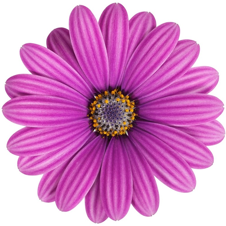 Vzpřímené balkonové květiny - Paprskovka fialová  4ks 11cm