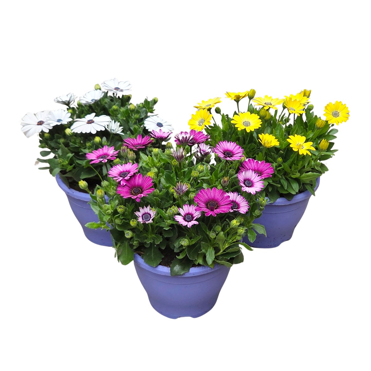 Vzpřímené balkonové květiny - Paprskovka mix, květináč 18cm
