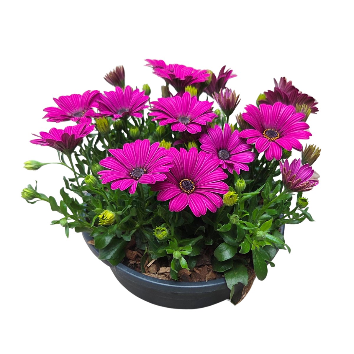 Vzpřímené balkonové květiny - Paprskovka mix, květináč 23cm