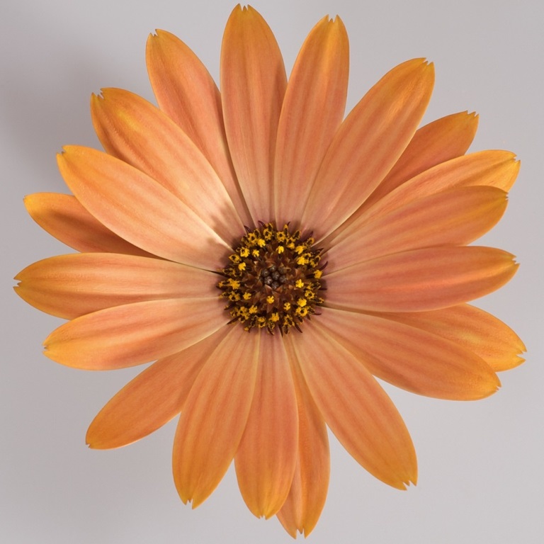 Vzpřímené balkonové květiny - Paprskovka oranžová 4ks 11cm