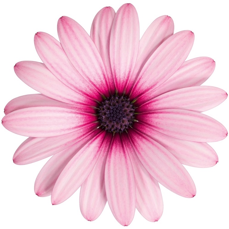 Vzpřímené balkonové květiny - Paprskovka růžová 4ks 11cm