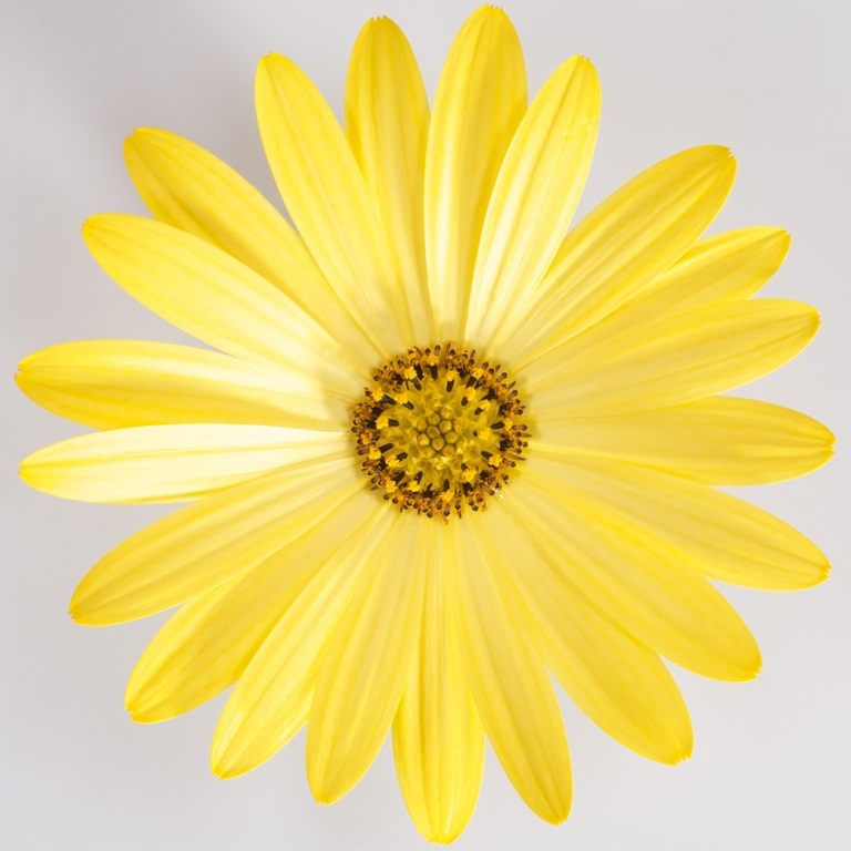 Vzpřímené balkonové květiny - Paprskovka žlutá 4ks 11cm