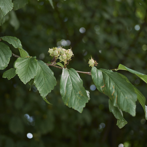Listnaté stromky a stromy - Parocie perská 'Pendula' květináč 230 litrů, výška 200/300cm, převislý, strom