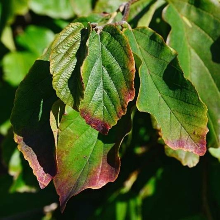 Listnaté stromky a stromy - Parotie perská Vanessa obvod kmene 8/10, květináč 18 litrů