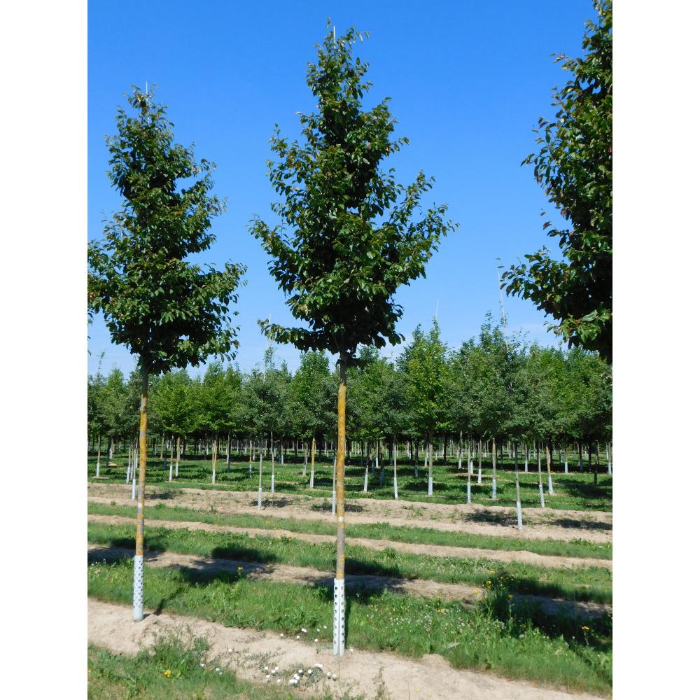 Soliterní stromy - Parotie perská Vanessa výška kmene 225cm, zemní bal