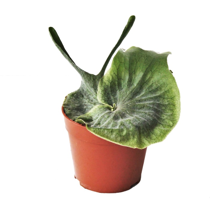 Okrasné pokojové rostliny - Parožnatka květináč 14cm