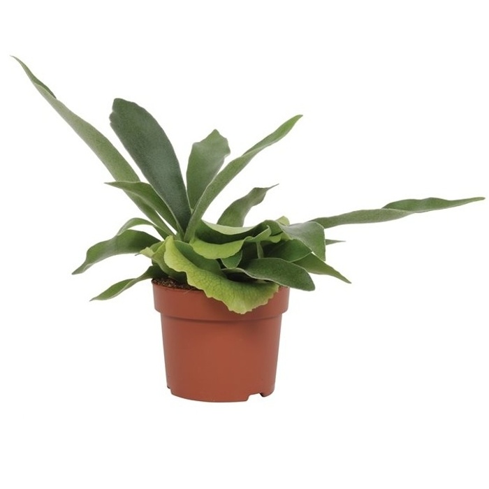 Okrasné pokojové rostliny - Parožnatka vidličnatá květináč 12cm