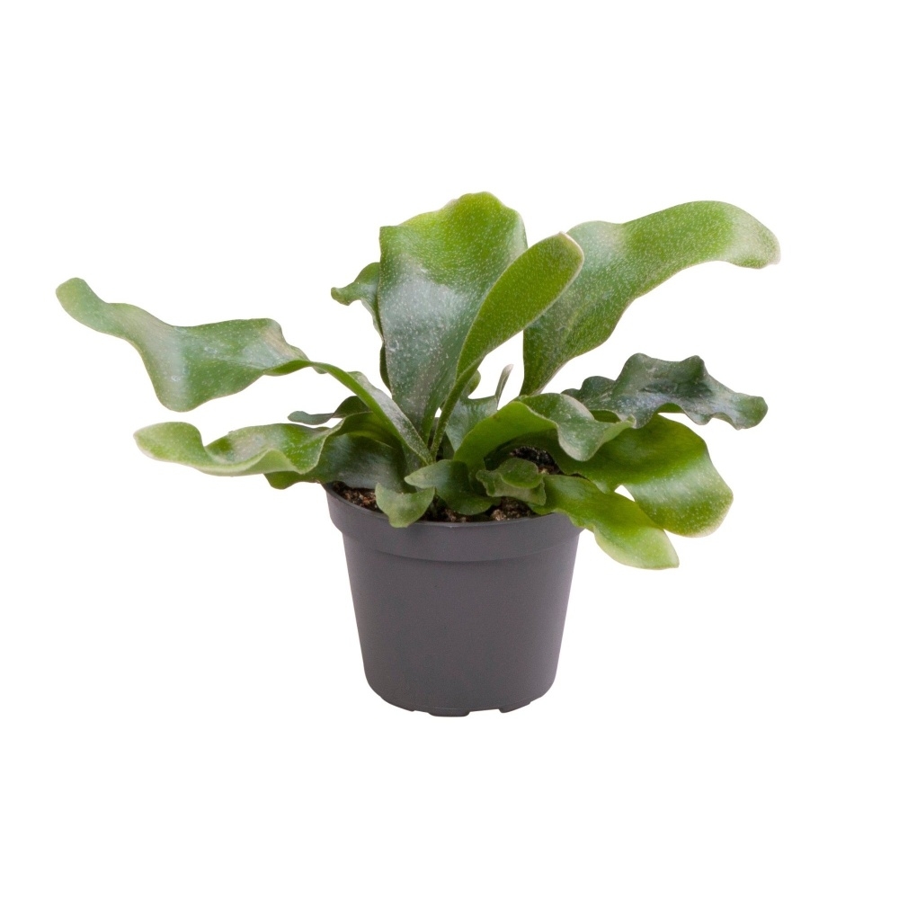 Okrasné pokojové rostliny - Parožnatka vidličnatá květináč 6cm