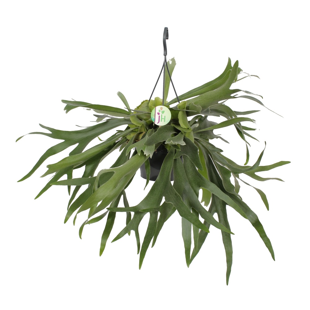 Okrasné pokojové rostliny - Parožnatka vidličnatá závěsný květináč 19cm