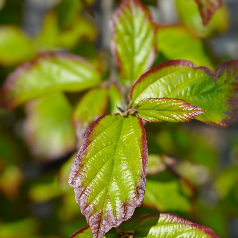 Keře okrasné listem - Parrotie perská Persian Spire květináč 10 litrů