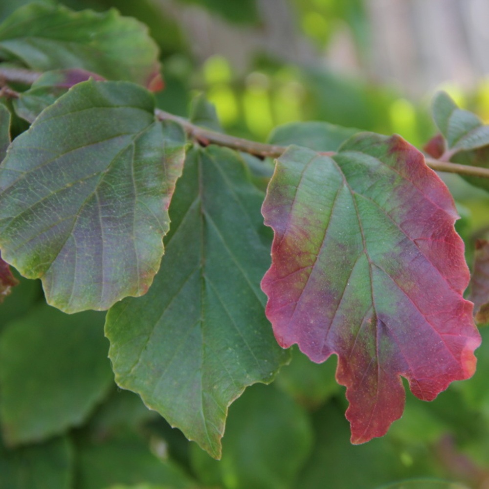 Listnaté stromky a stromy - Parrotie perská výška 125/150cm, květináč 35 litrů