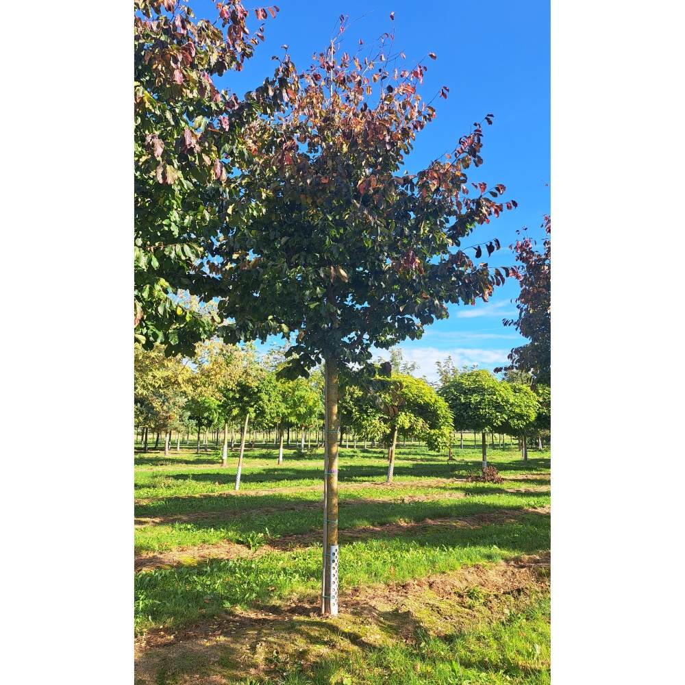 Soliterní stromy - Parrotie perská výška kmene 225cm, zemní bal