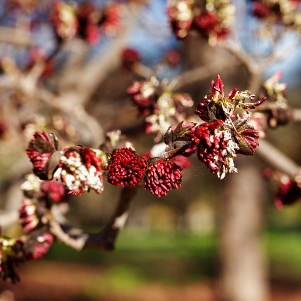 Parrotie perská výška kmene 225cm, zemní bal-0