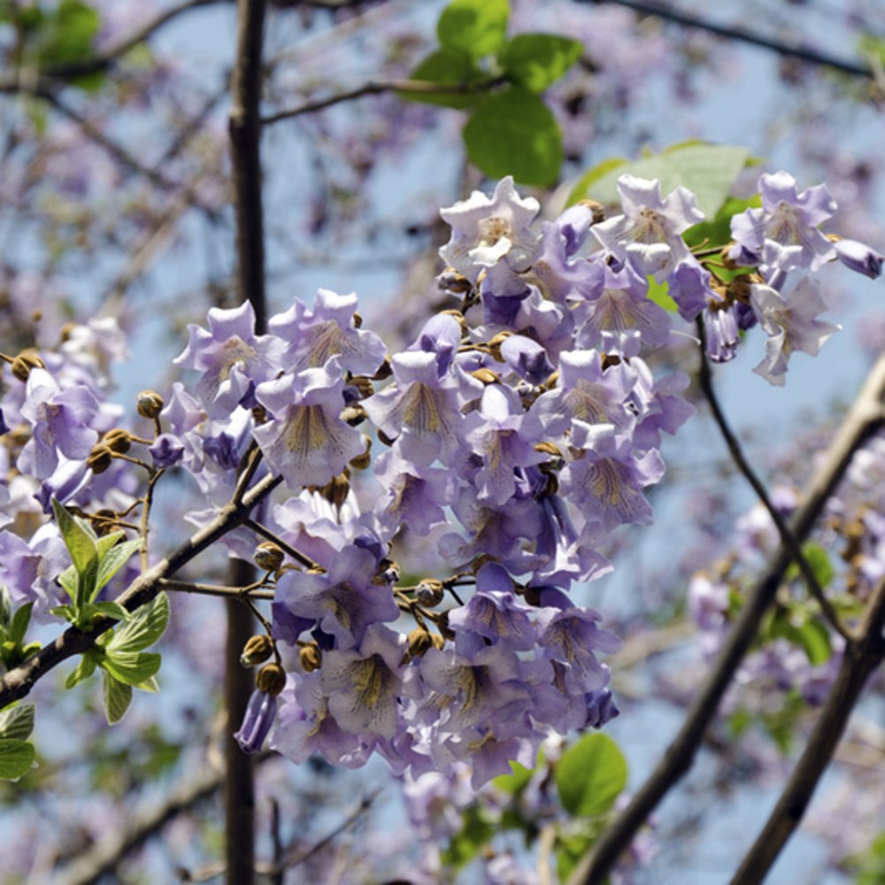 Listnaté stromky a stromy - Pavlovnie plstnatá výška 100/125cm, květináč 12,8 litru