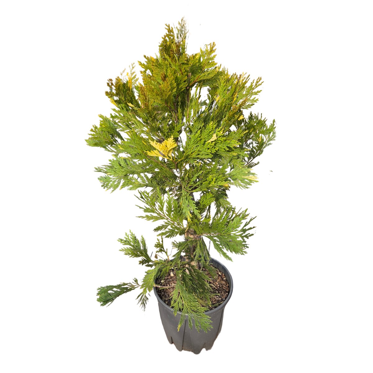 Vzrůstné jehličnany - Pazerav cedrový Aureovariegata výška 80/100cm, květináč 25 litrů