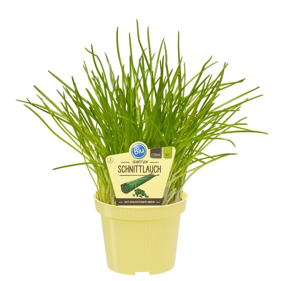 Bylinky - Pažitka BIO květináč 12cm