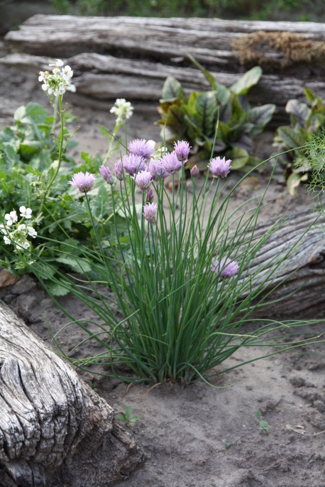 Pažitka BIO květináč 12cm-0