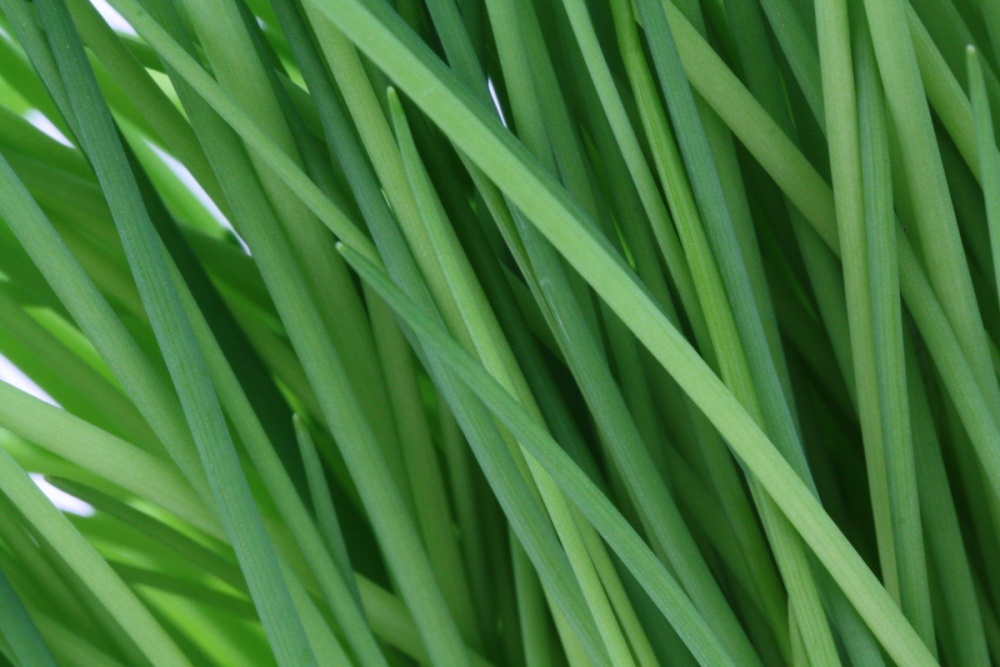 Pažitka BIO květináč 12cm-1