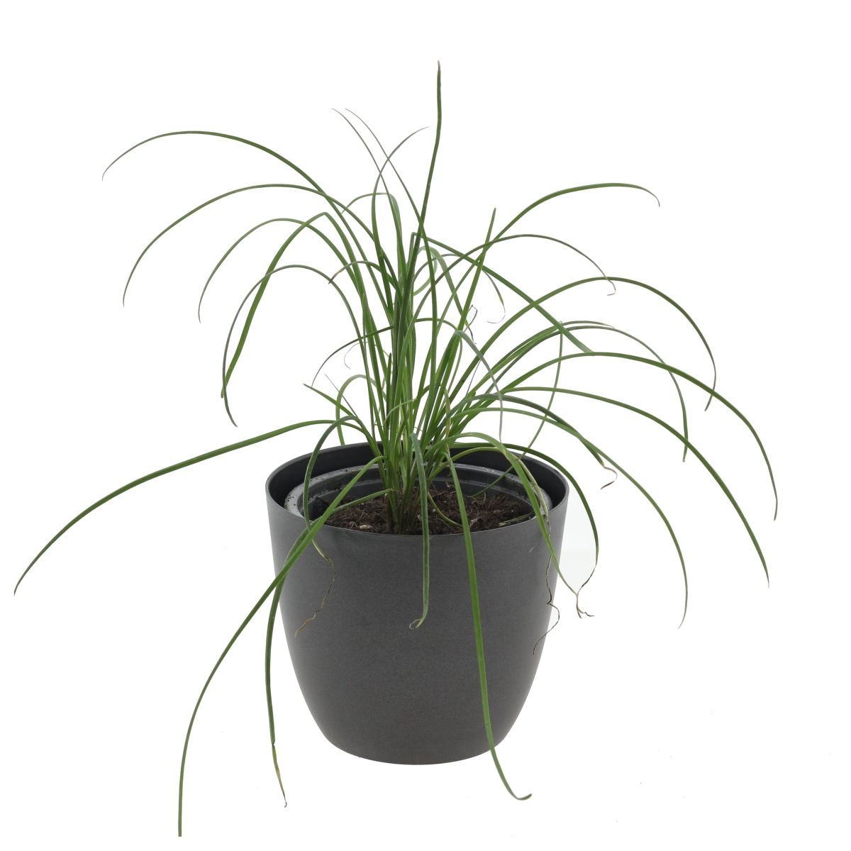 Bylinky - Pažitka česneková květináč 12cm