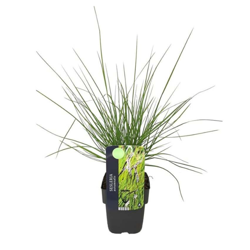 Traviny - Pěchava podzimní květináč 2 litry