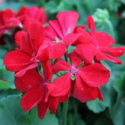 Převislé balkonové květiny - Pelargonie Calliope Dark Red  4ks 12cm