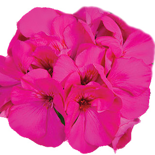 Převislé balkonové květiny - Pelargonie Calliope Lavender Rose 4ks 12cm