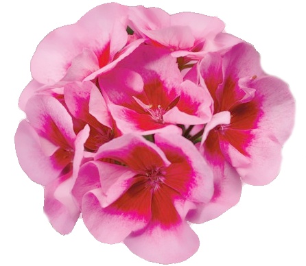 Převislé balkonové květiny - Pelargonie Calliope Rose Splash 4ks 12cm