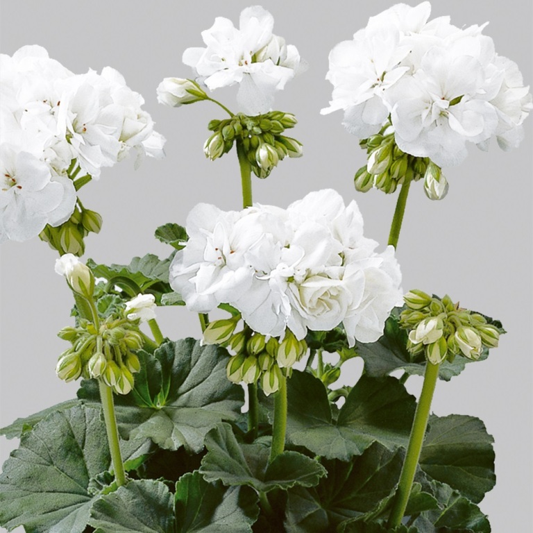 Vzpřímené balkonové květiny - Pelargonie páskatá bílá 4ks 11cm