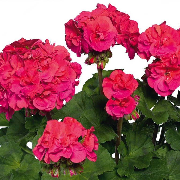Vzpřímené balkonové květiny - Pelargonie páskatá červená plnokvětá 4ks 11cm