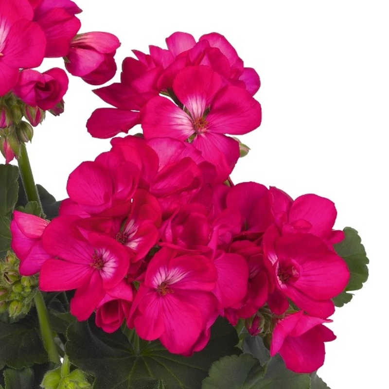 Vzpřímené balkonové květiny - Pelargonie páskatá fialová 4ks 11cm