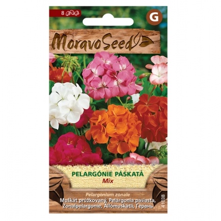 Pelargonie páskatá jednoduchá smetanová (MS)-0