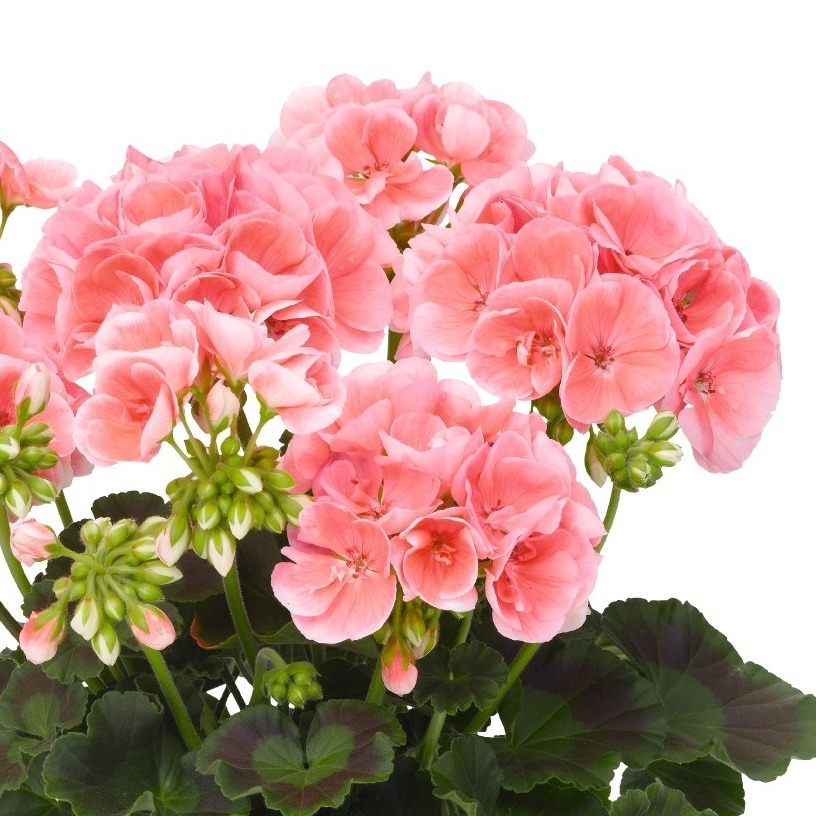 Vzpřímené balkonové květiny - Pelargonie páskatá lososová 4ks 11cm