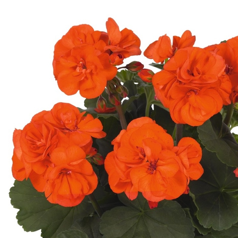 Vzpřímené balkonové květiny - Pelargonie páskatá oranžová 4ks 11cm