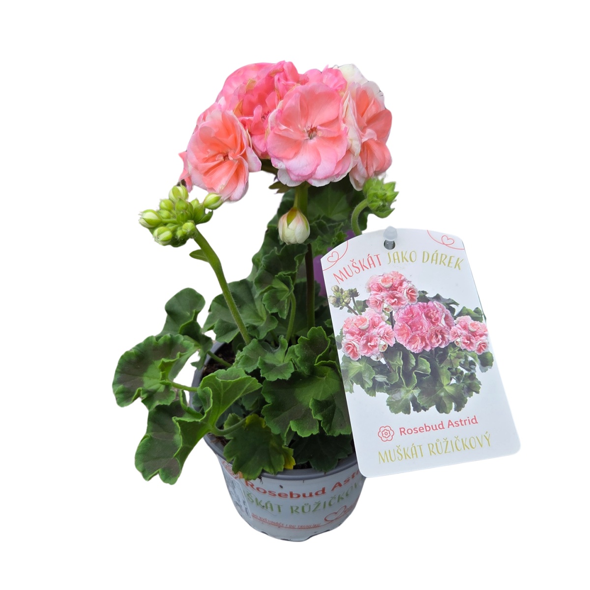 Vzpřímené balkonové květiny - Pelargonie páskatá Rosebud Astrid květináč 13cm