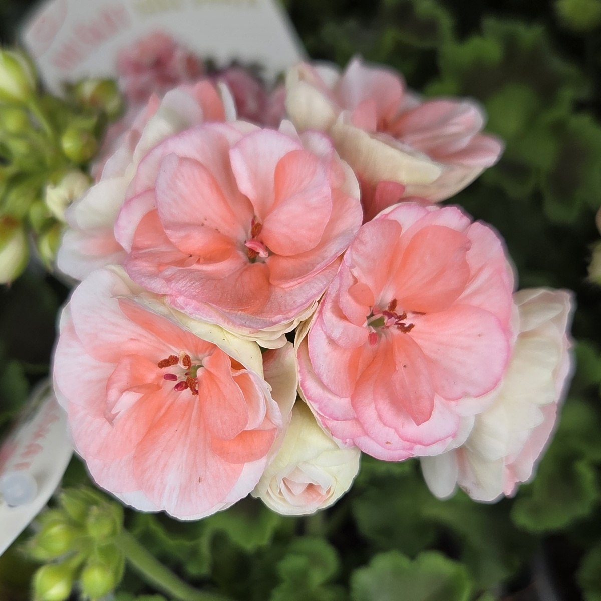Pelargonie páskatá Rosebud Astrid květináč 13cm-0