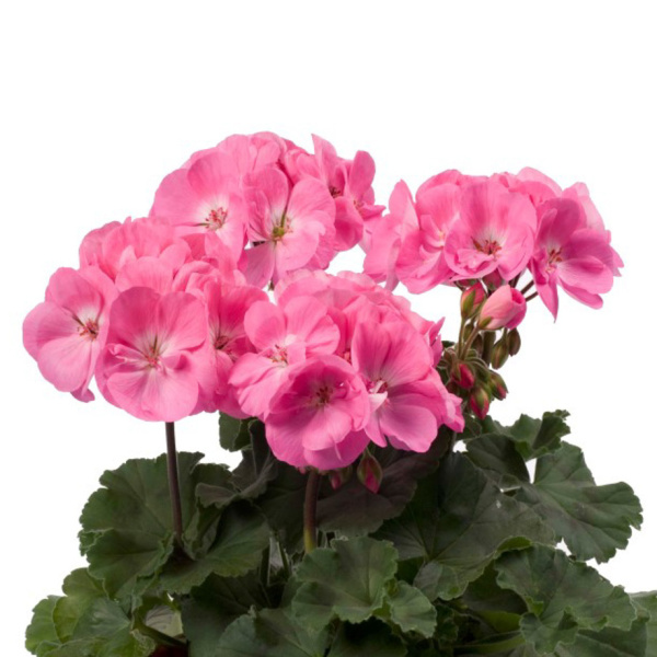 Pelargonie páskatá růžová se světlým středem 4ks 11cm-0
