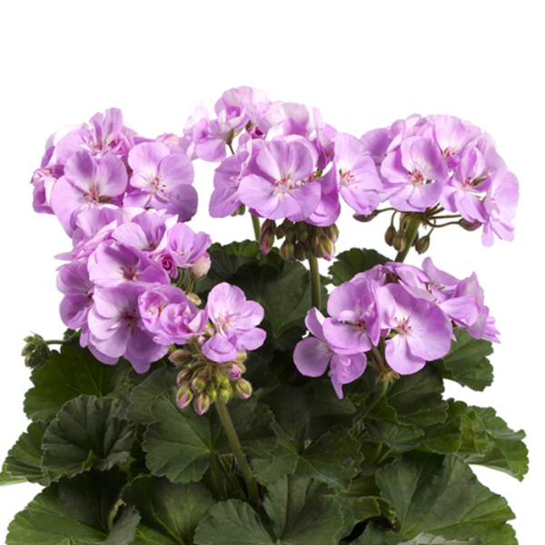 Vzpřímené balkonové květiny - Pelargonie páskatá sv.levandulová 4ks 11cm