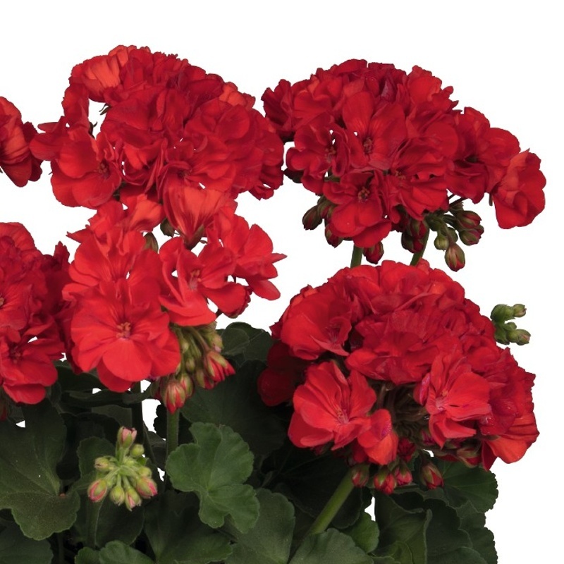 Vzpřímené balkonové květiny - Pelargonie páskatá tm.červená 4ks 11cm