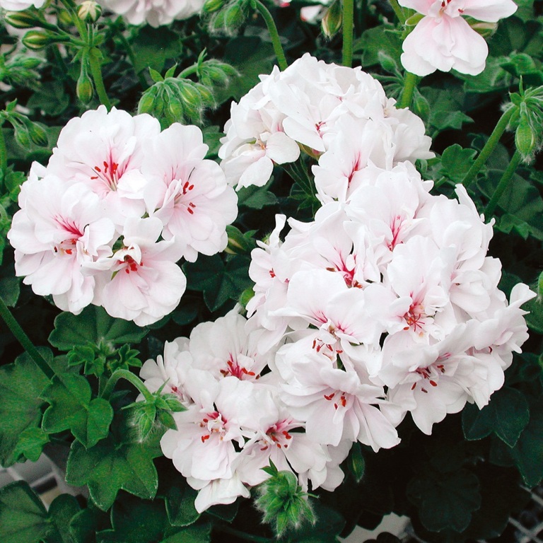 Převislé balkonové květiny - Pelargonie převislá bílá plnokvětá 4ks 11cm
