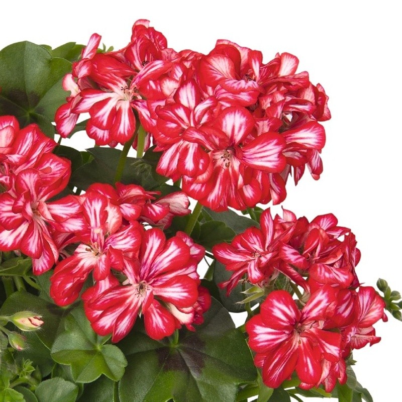Převislé balkonové květiny - Pelargonie převislá bílo-červená plnokvětá 4ks 11cm