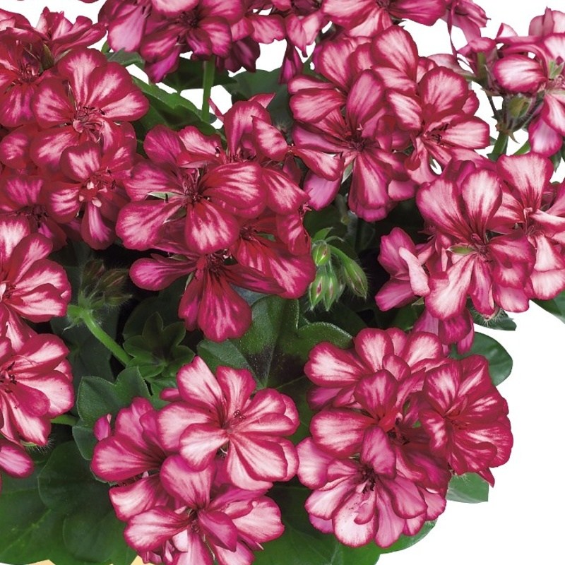 Převislé balkonové květiny - Pelargonie převislá bílo-vínová plnokvětá 4ks 11cm