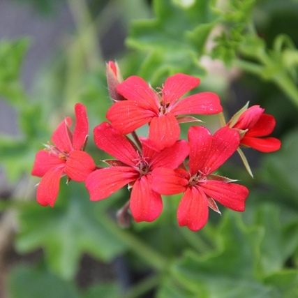 Převislé balkonové květiny - Pelargonie převislá červená jednoduchá 4ks 11cm