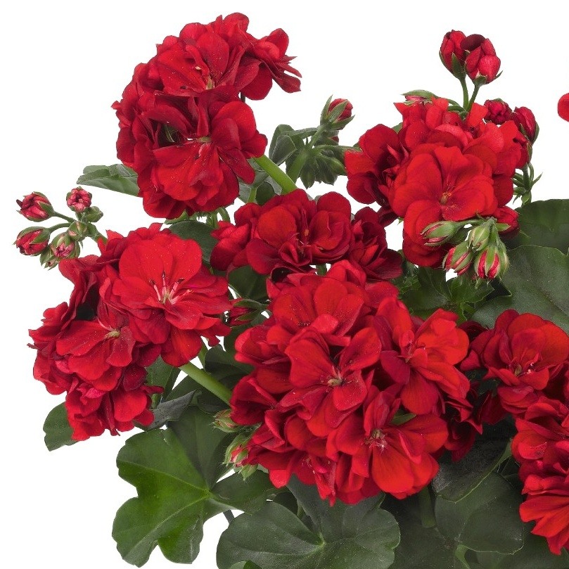Převislé balkonové květiny - Pelargonie převislá červená plnokvětá 4ks 11cm