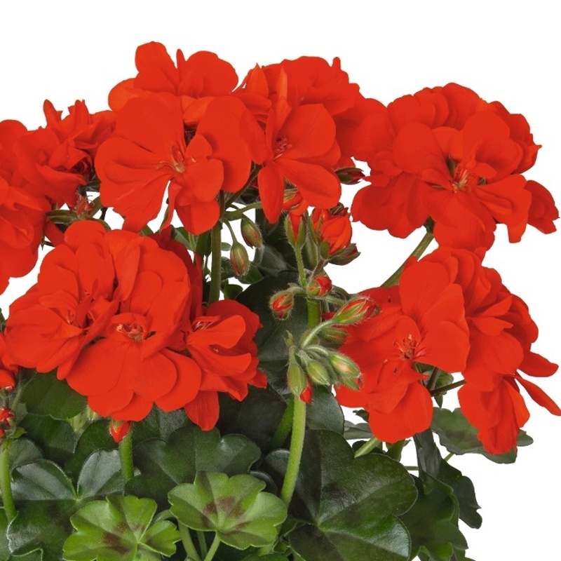 Převislé balkonové květiny - Pelargonie převislá červeno-oranžová plnokvětá 4ks 11cm