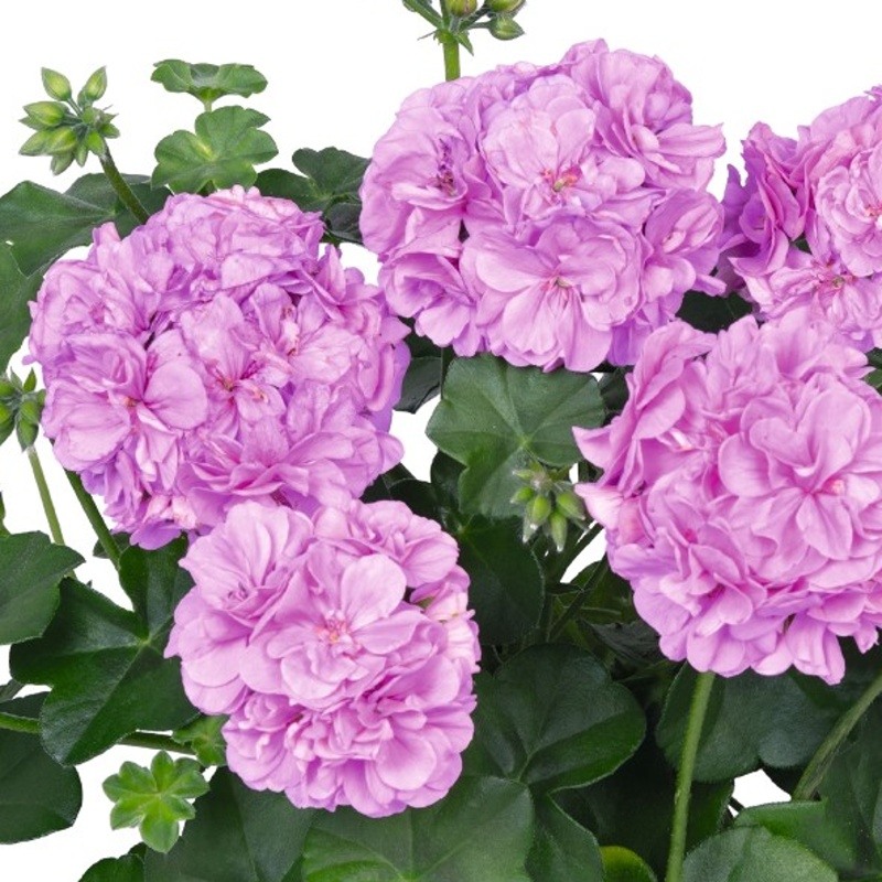 Převislé balkonové květiny - Pelargonie převislá levandulová plnokvětá 4ks 11cm
