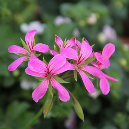 Převislé balkonové květiny - Pelargonie převislá lila jednoduchá 4ks 11cm