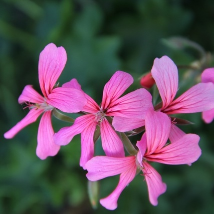 Převislé balkonové květiny - Pelargonie převislá růžová jednoduchá 4ks 11cm