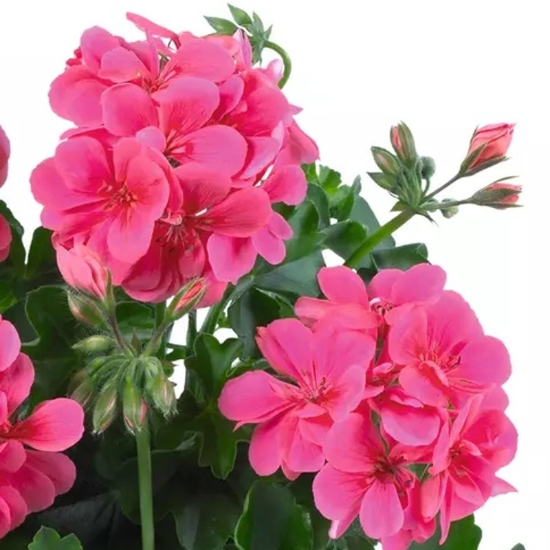 Převislé balkonové květiny - Pelargonie převislá tm. růžová plnokvětá 4ks 11cm