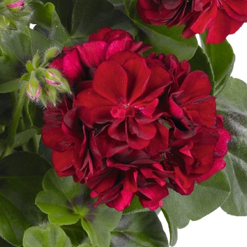 Převislé balkonové květiny - Pelargonie převislá tmavě červená plnokvětá 4ks 11cm